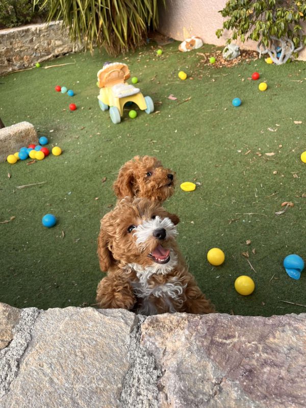 Mini Abstract Poodle - Image 7