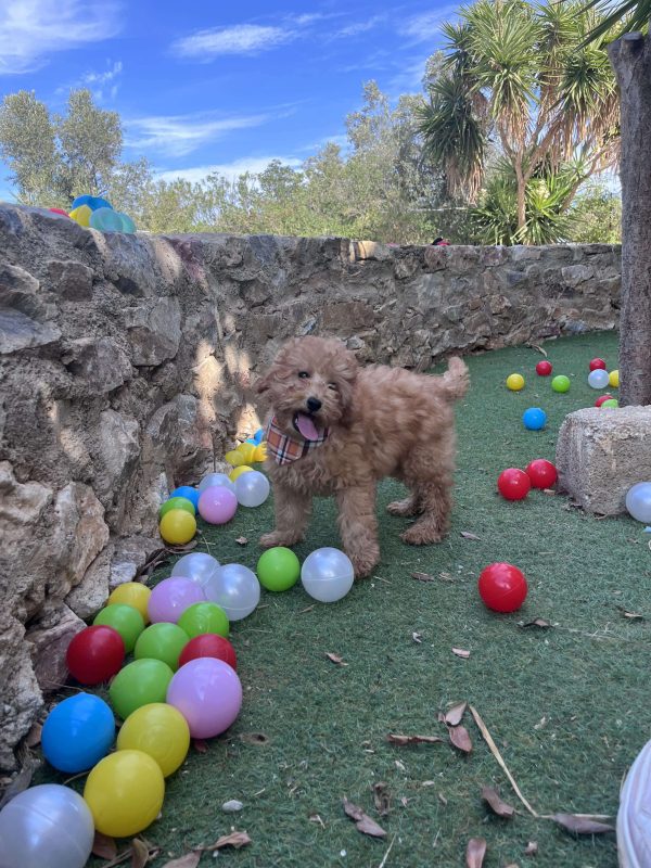 Mini Light Apricot Poodle - Image 13