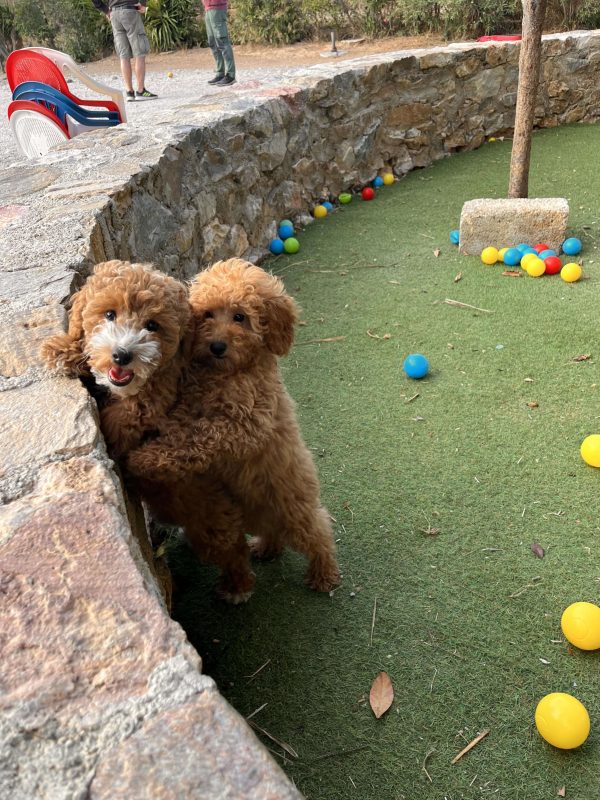 Mini Abstract Poodle - Image 8