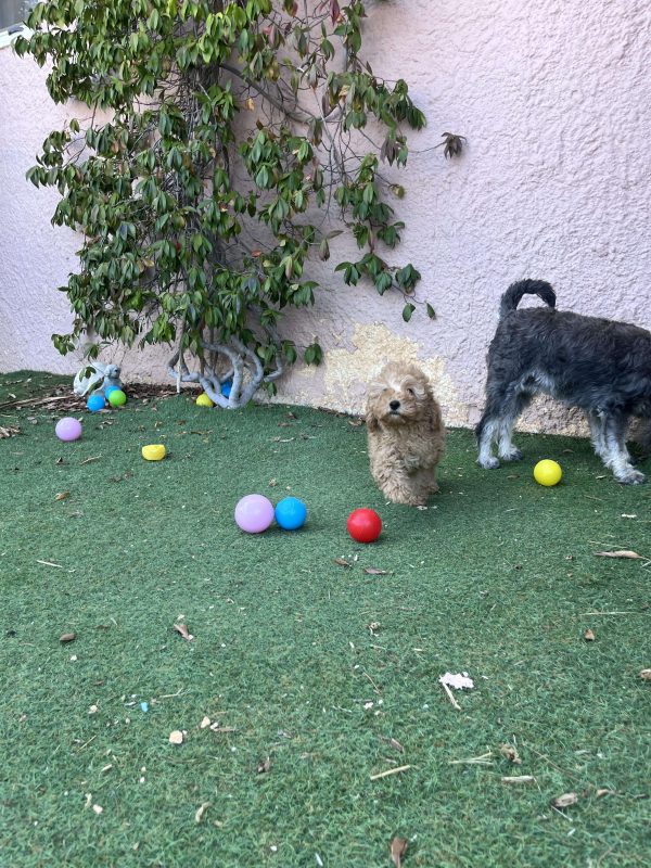Mini Light Apricot Poodle - Image 14