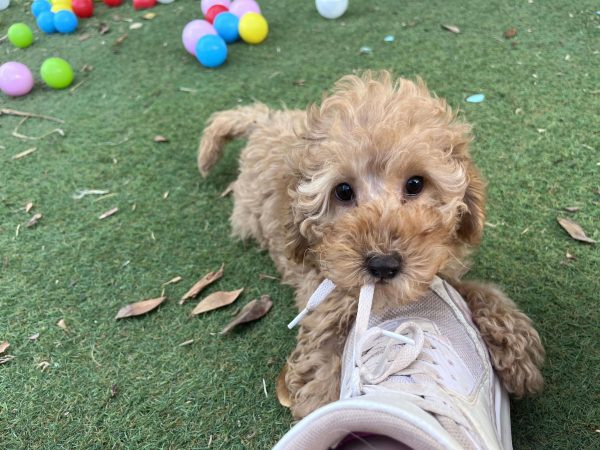 Mini Light Apricot Poodle - Image 15