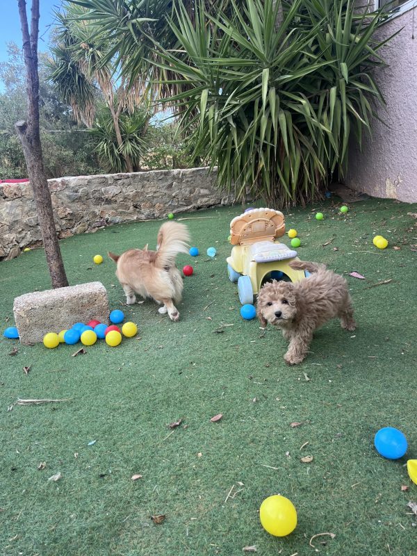 Mini Poodle Αγοράκια - Image 3