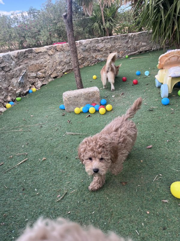 Mini Poodle Αγοράκια - Image 4