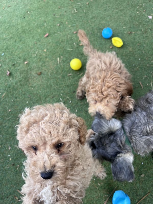 Mini Poodle Αγοράκια - Image 5