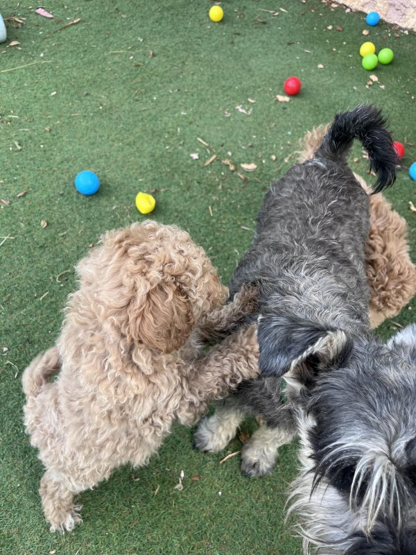 Mini Poodle Αγοράκια - Image 6
