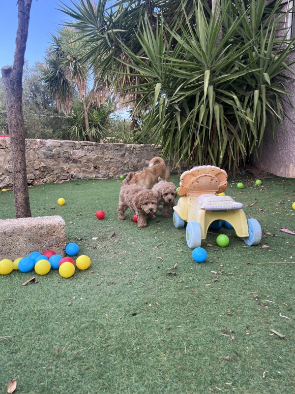 Mini Poodle Αγοράκια - Image 7