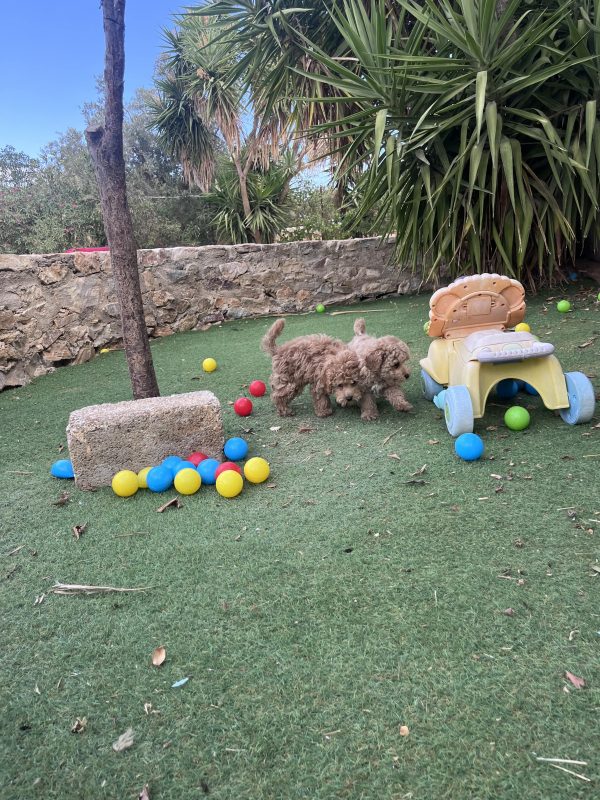Mini Poodle Αγοράκια
