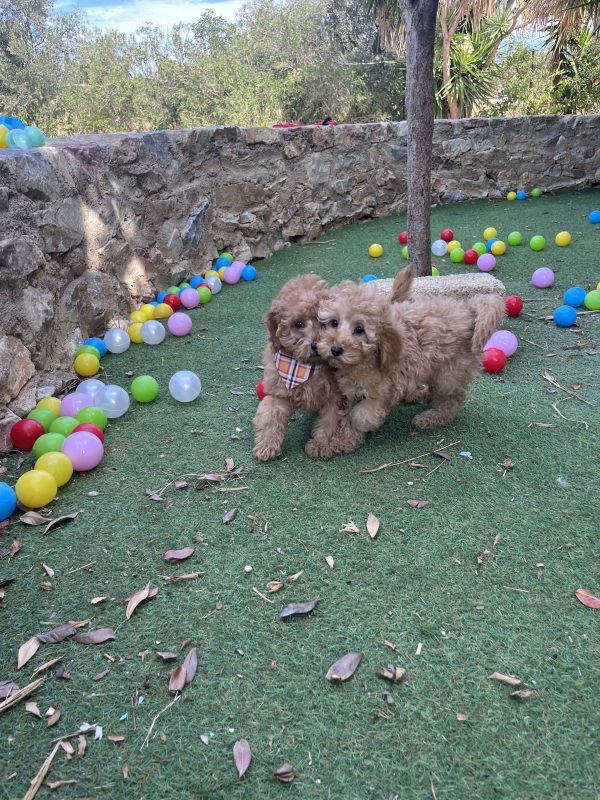 Mini Light Apricot Poodle