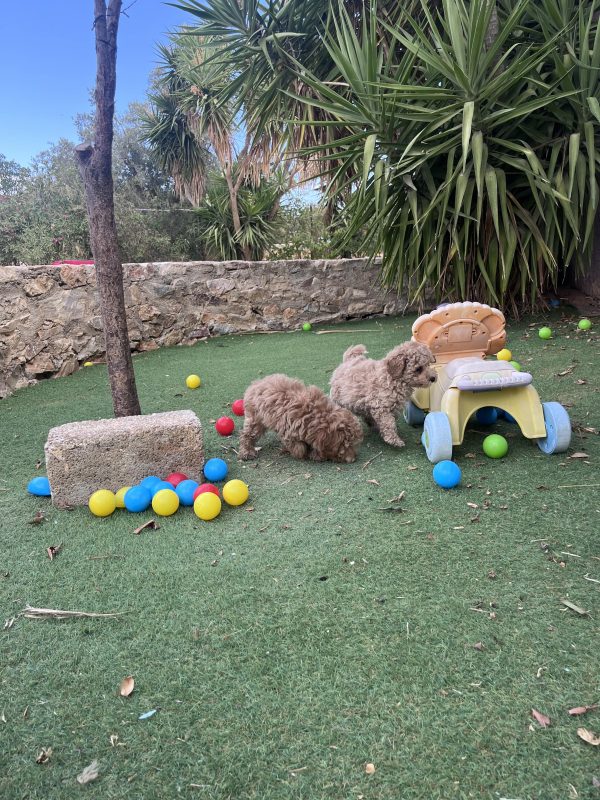 Mini Poodle Αγοράκια - Image 9