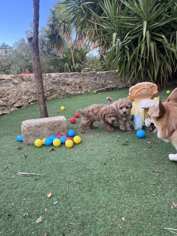 Mini Poodle Αγοράκια - Image 10