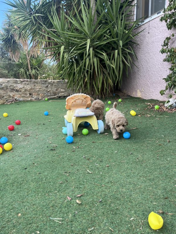Mini Poodle Αγοράκια - Image 11