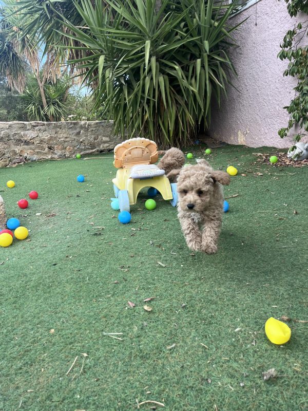 Mini Poodle Αγοράκια - Image 12