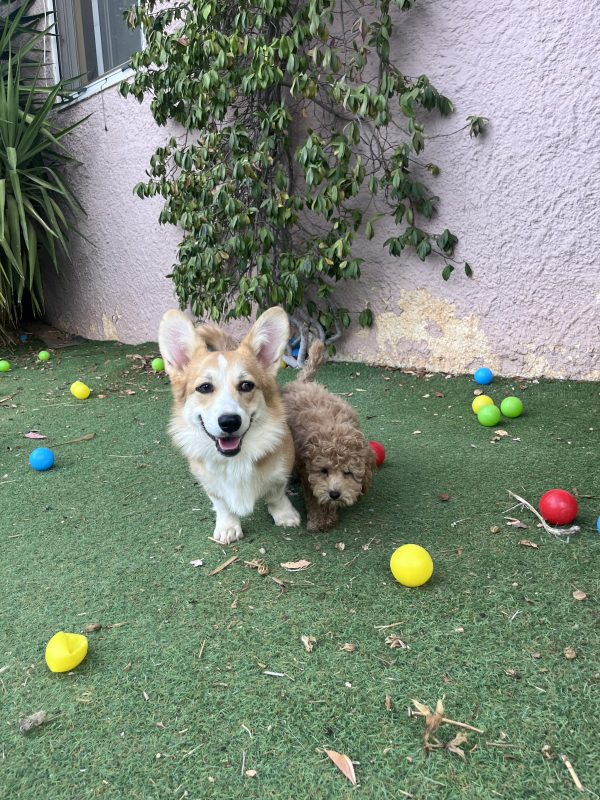 Mini Poodle Αγοράκια - Image 13