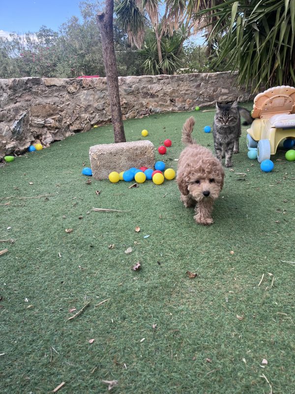 Mini Poodle Αγοράκια - Image 14
