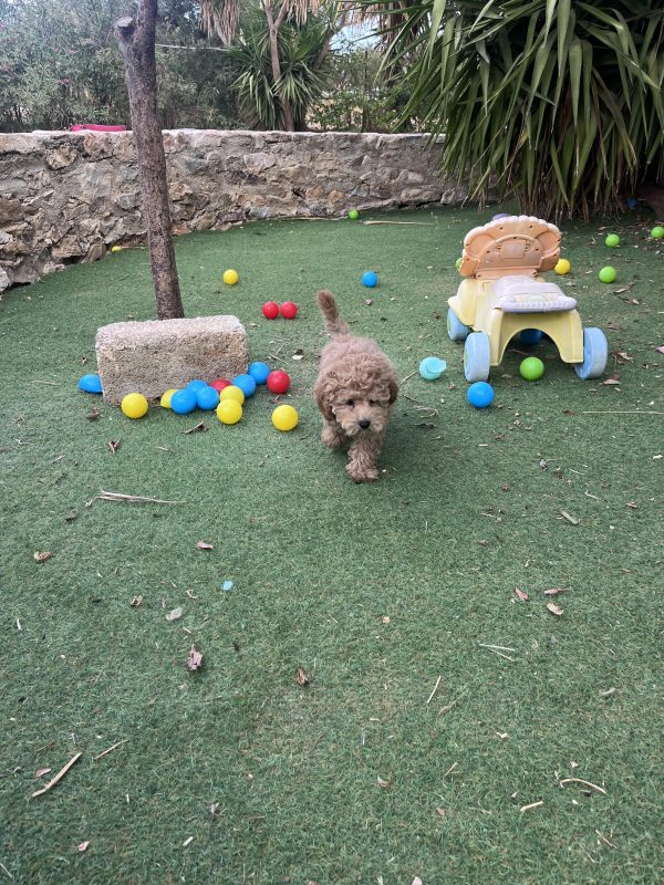 Mini Poodle Αγοράκια - Image 15