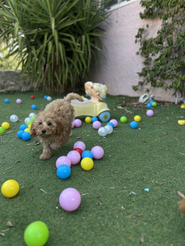 Mini Light Apricot Poodle - Image 3
