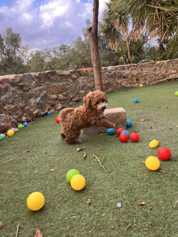 Mini Abstract Poodle - Image 3
