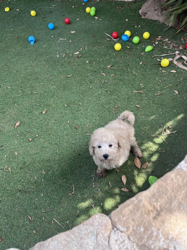 Mini Poodle Αγοράκια - Image 16