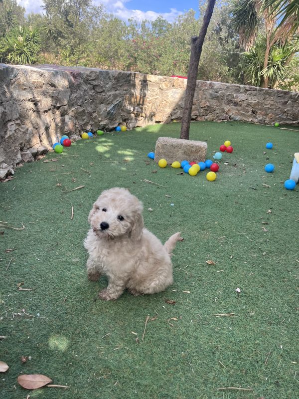Mini Poodle Αγοράκια - Image 17