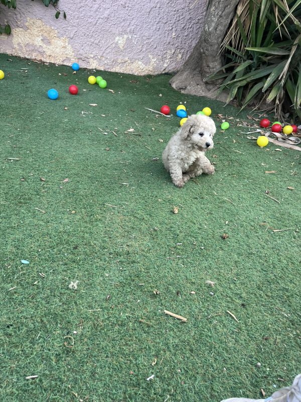 Mini Poodle Αγοράκια - Image 18