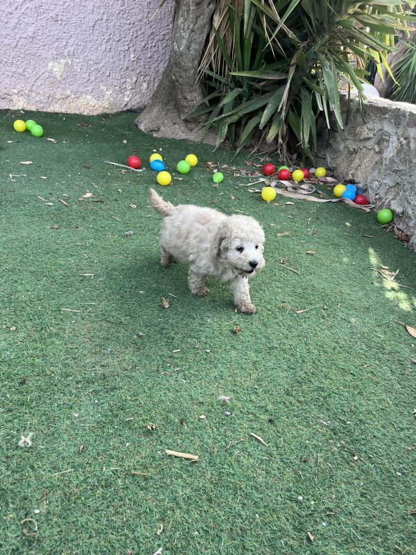 Mini Poodle Αγοράκια - Image 19