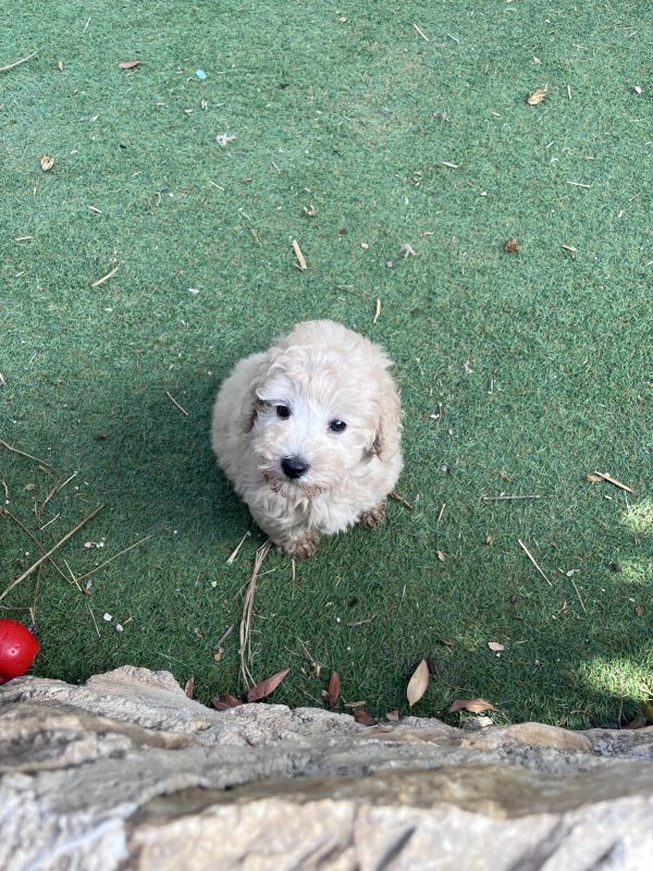 Mini Poodle Αγοράκια - Image 20
