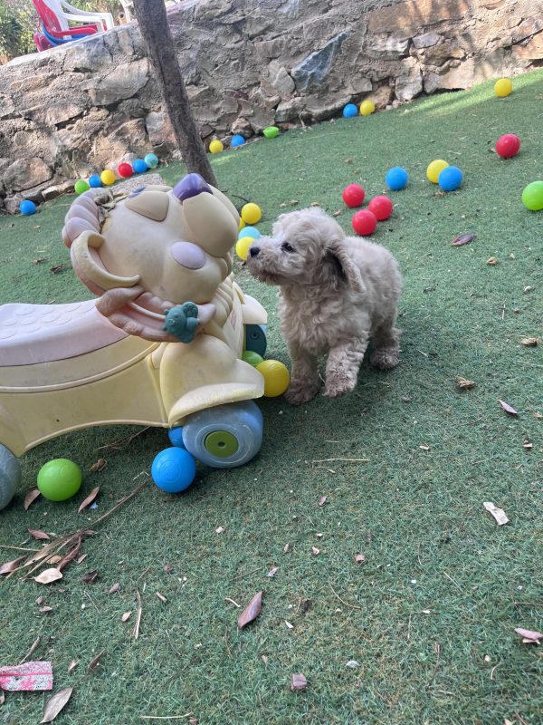 Mini Poodle Αγοράκια - Image 21