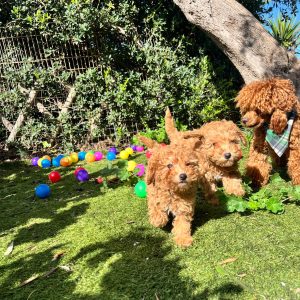 Mini Apricot Poodle Κοριτσάκια