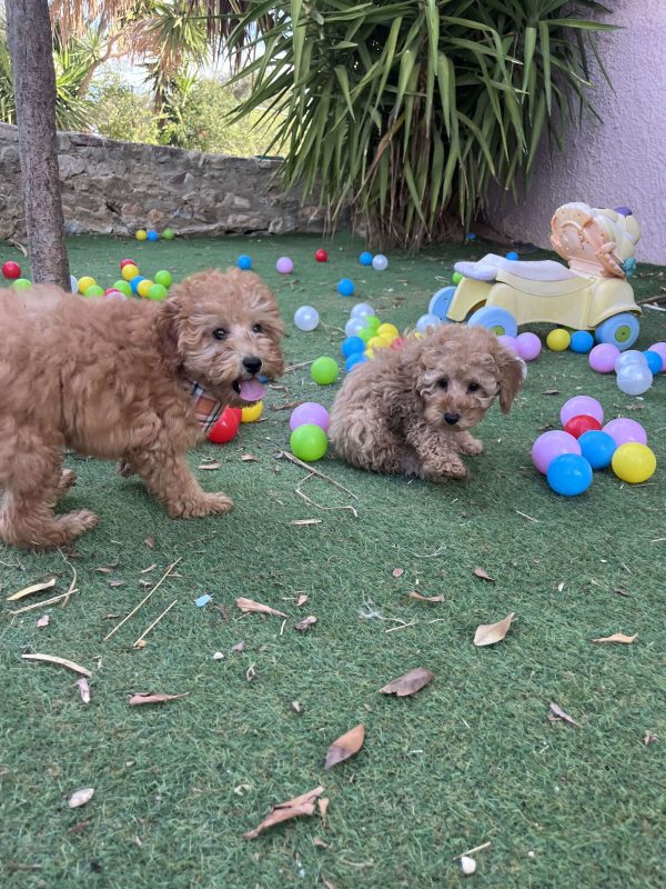 Mini Light Apricot Poodle - Image 4