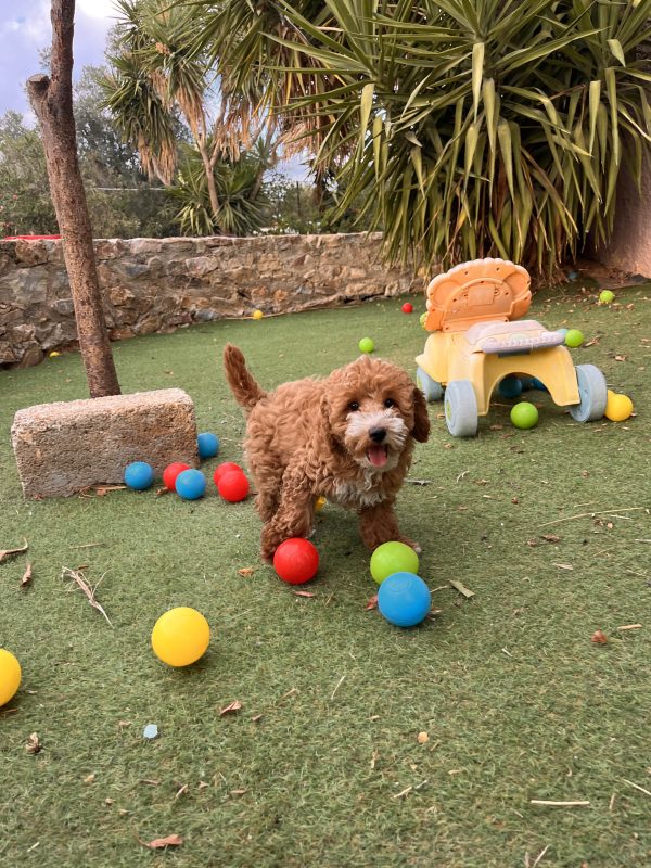 Mini Abstract Poodle - Image 4