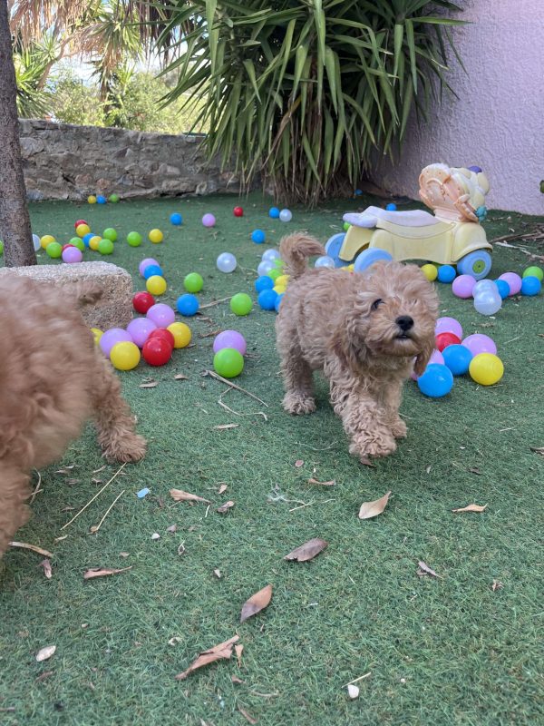 Mini Light Apricot Poodle - Image 5