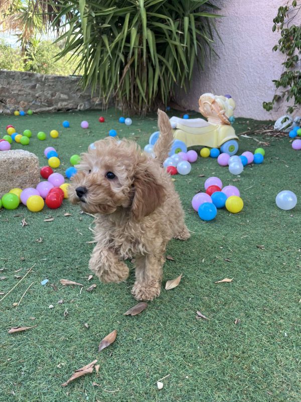Mini Light Apricot Poodle - Image 6