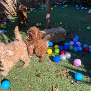 Mini Poodle κοριτσάκια