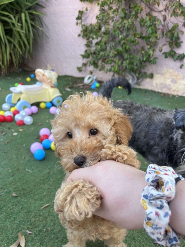 Mini Light Apricot Poodle - Image 7