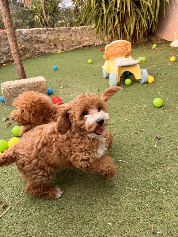 Mini Abstract Poodle