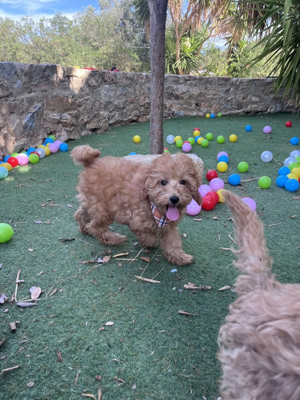Mini Light Apricot Poodle - Image 8