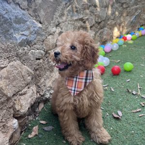 Mini Apricot Poodle κοριτσάκι