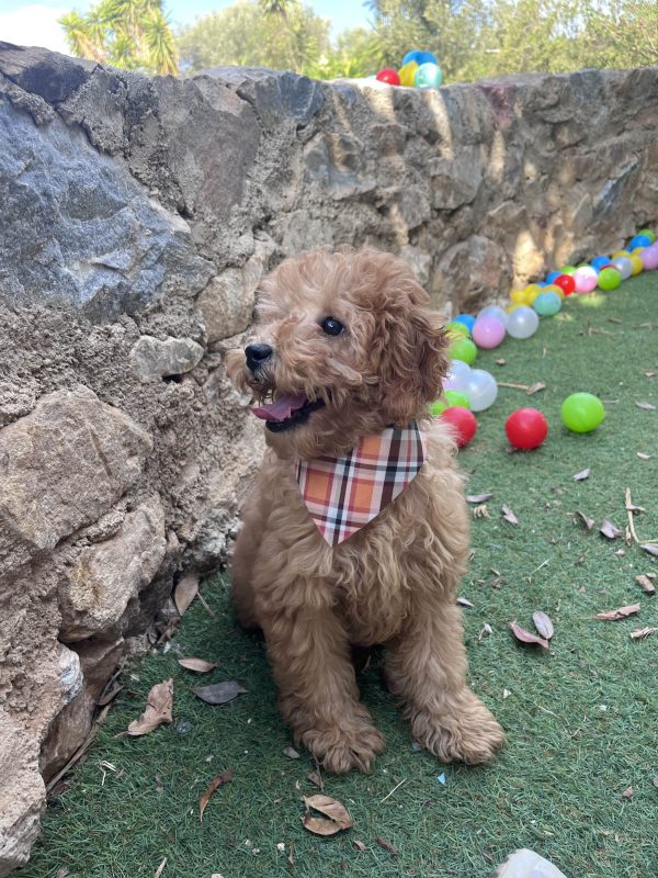 Mini Light Apricot Poodle - Image 9