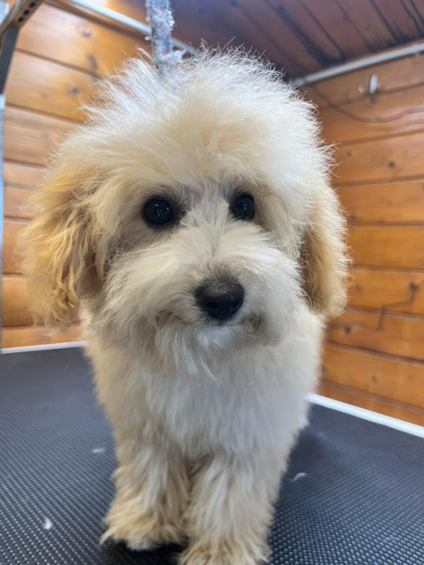 Mini Beige Poodle - Image 5
