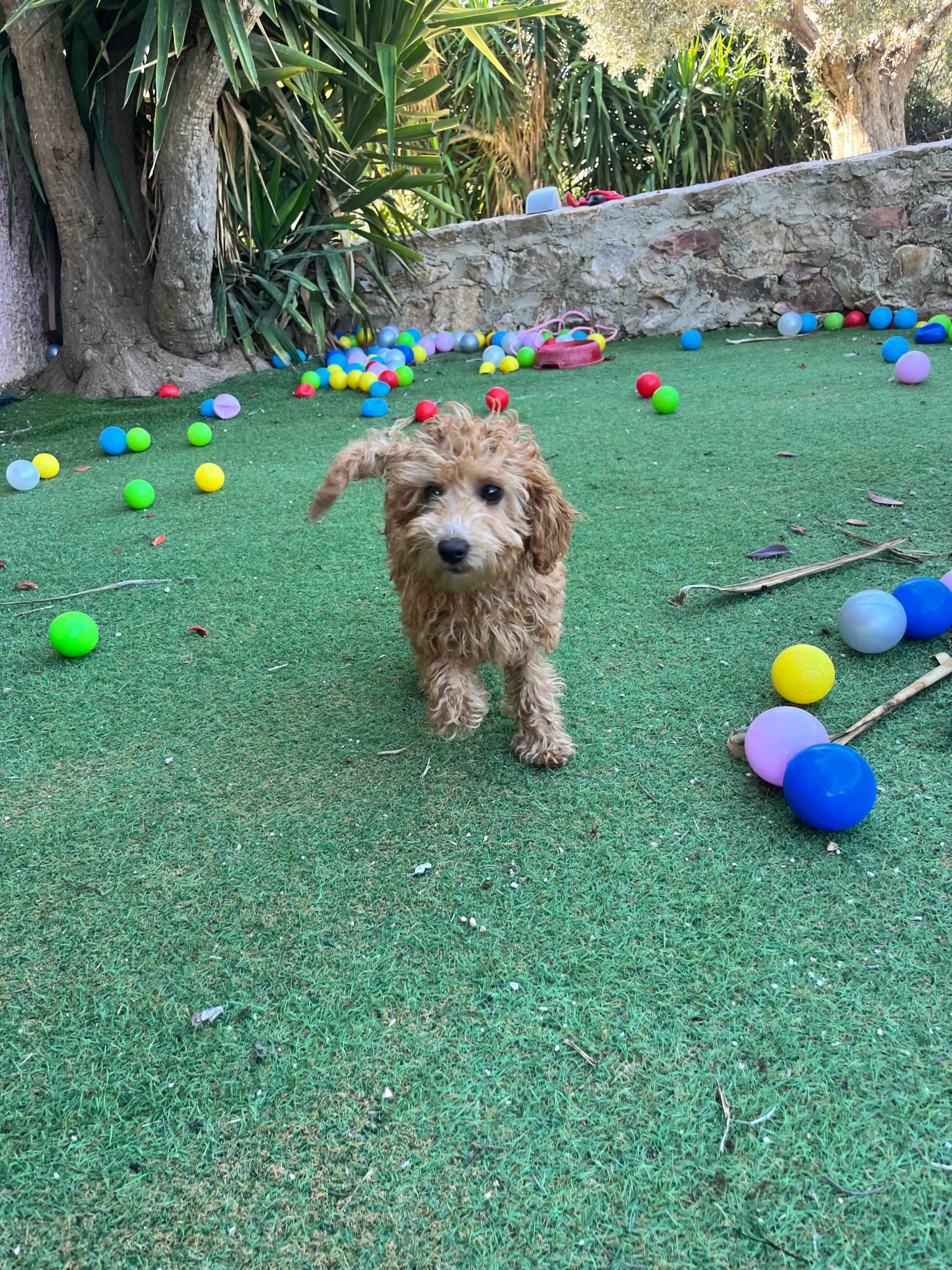 Mini Poodle Κοριτσάκια - Image 7