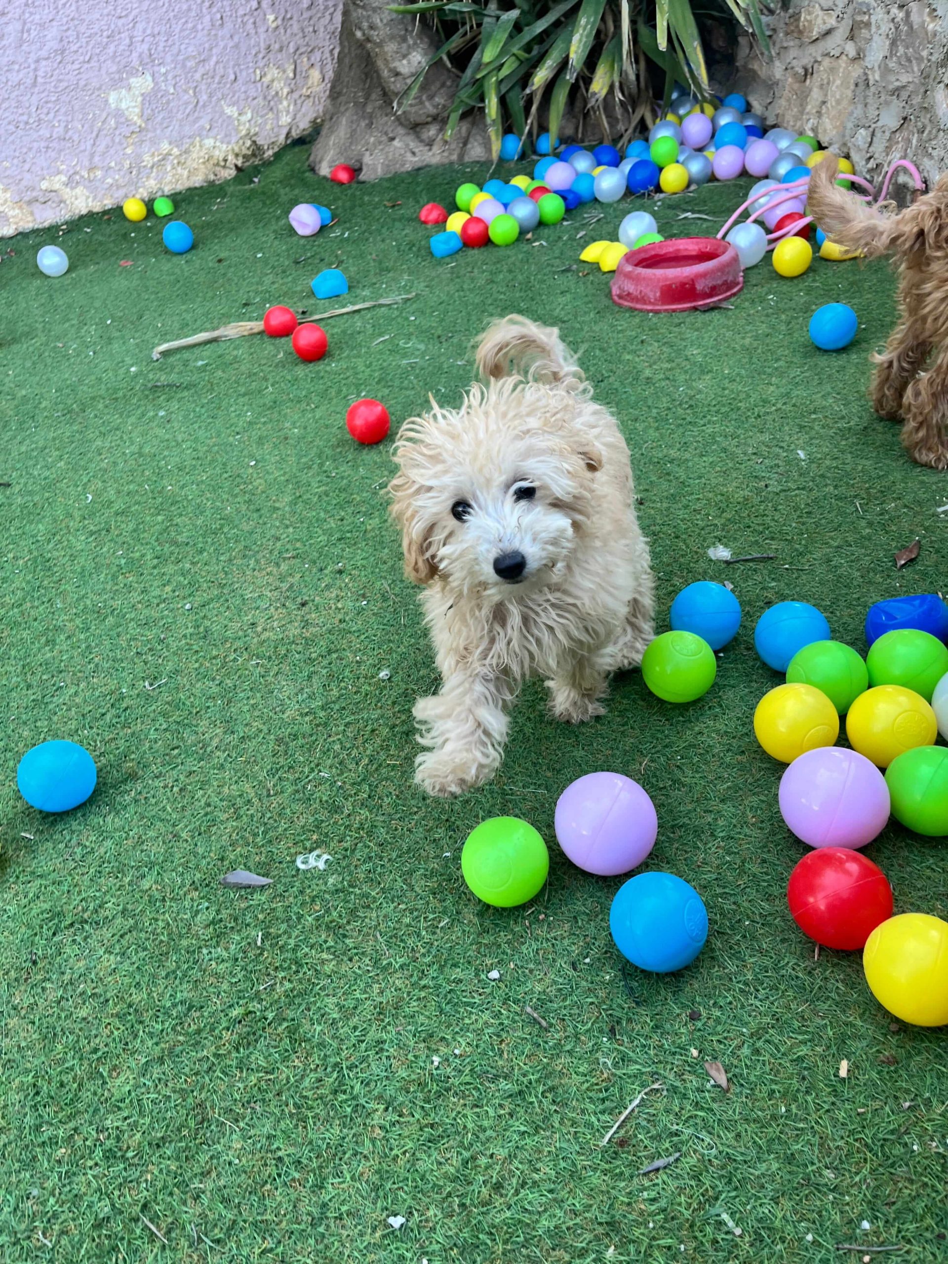 Mini Poodle Κοριτσάκια - Image 2