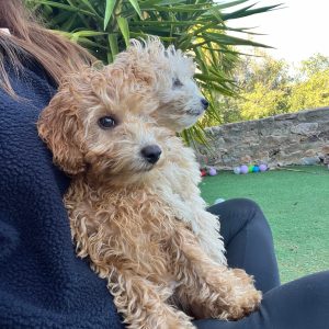 Mini Poodle Κοριτσάκια