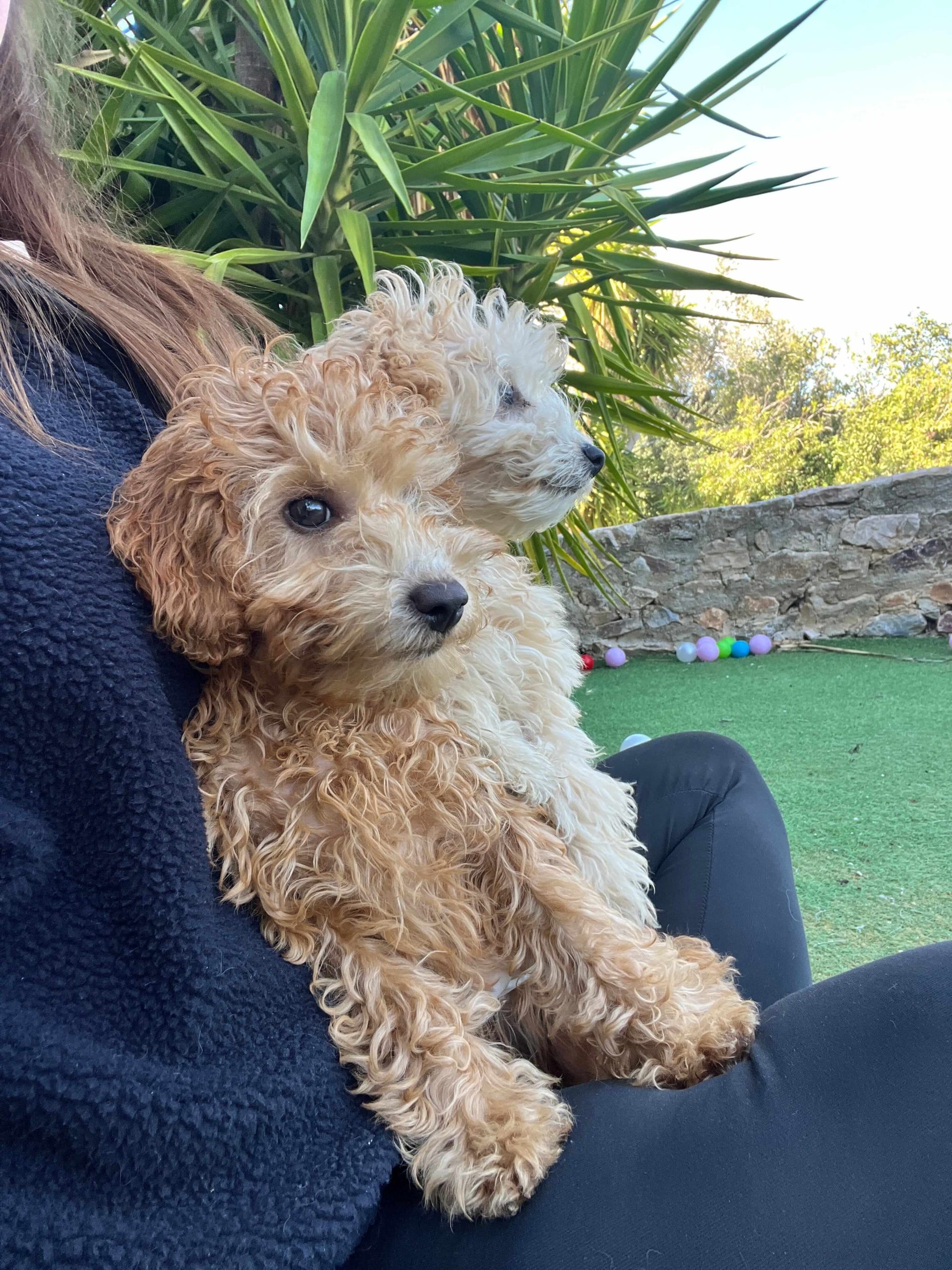 Mini Poodle Κοριτσάκια