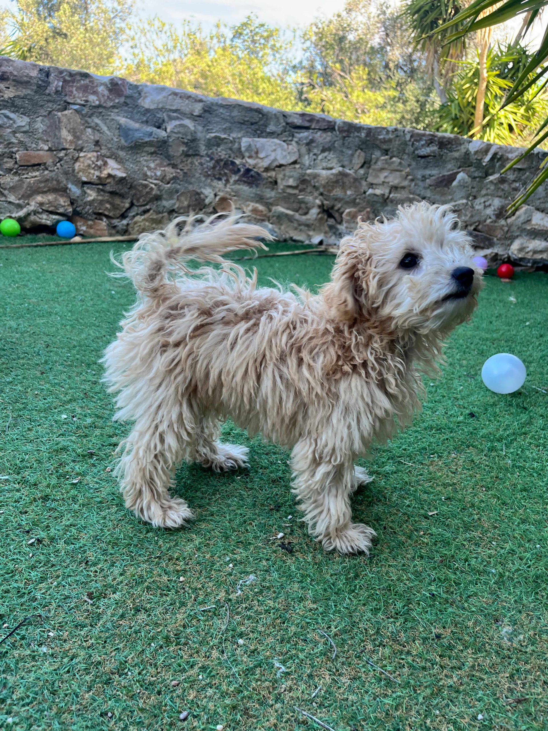 Mini Poodle Κοριτσάκια - Image 6