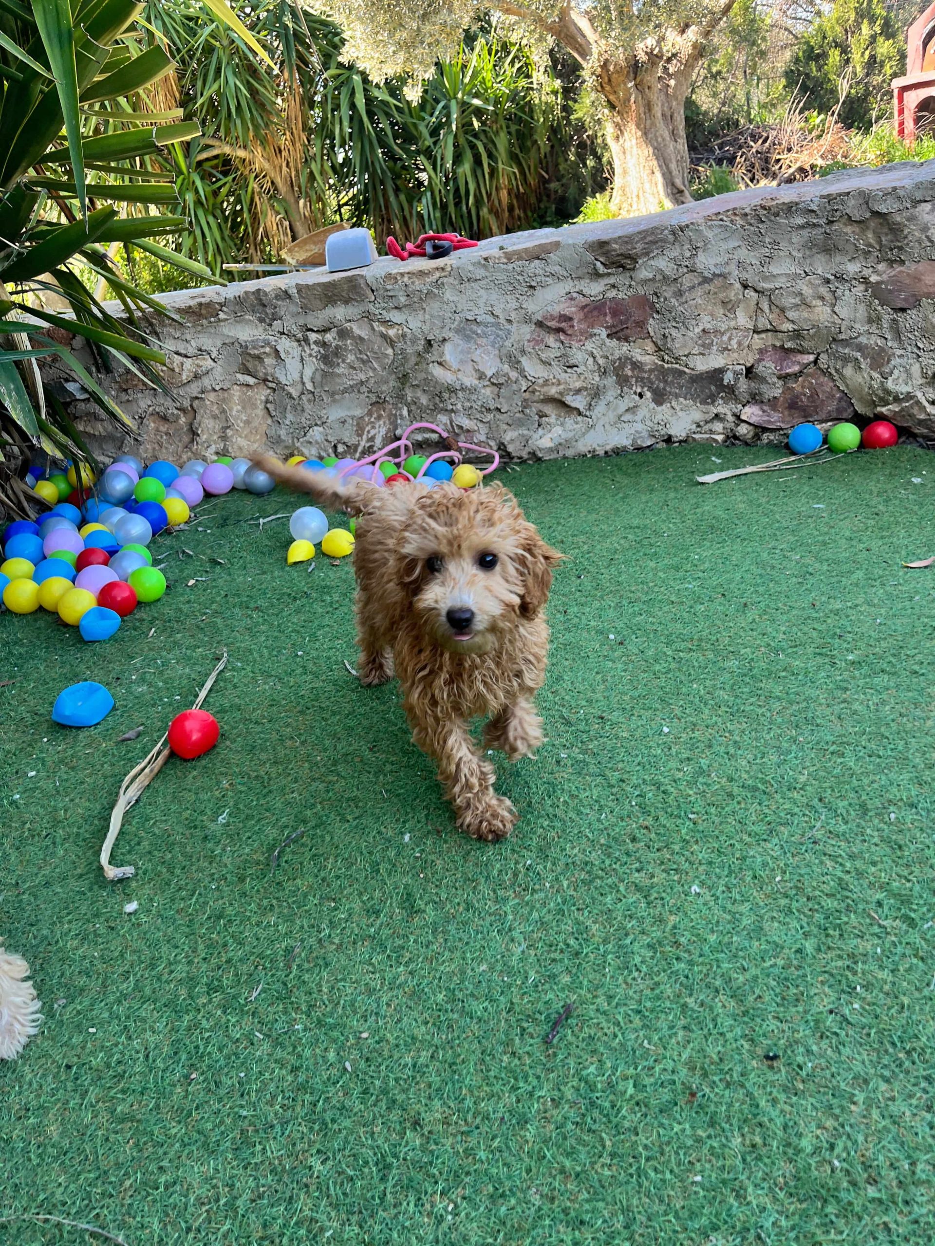 Mini Poodle Κοριτσάκια - Image 5