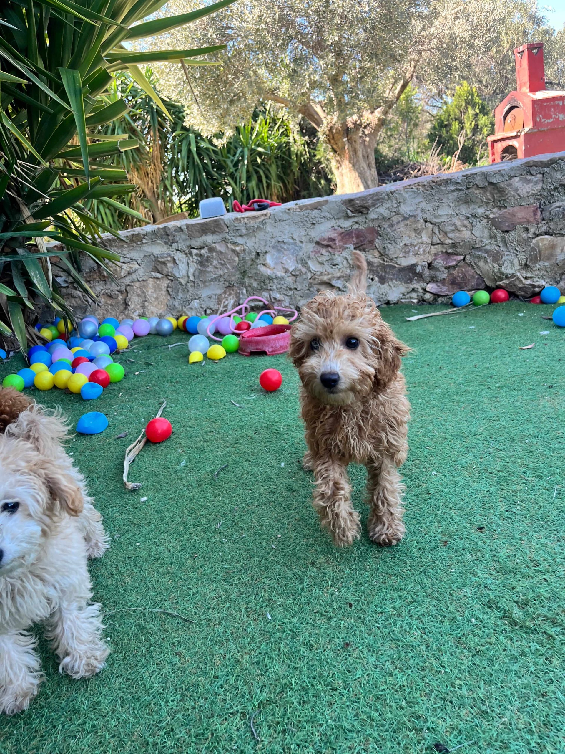 Mini Poodle Κοριτσάκια - Image 4