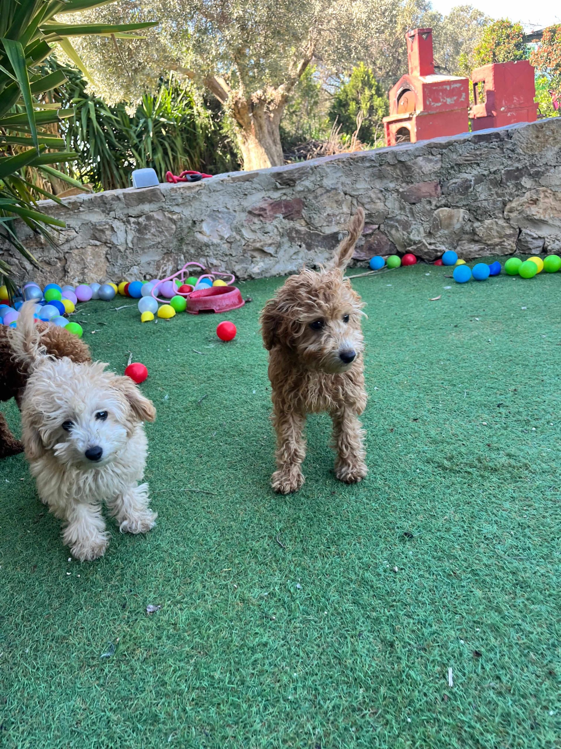 Mini Poodle Κοριτσάκια - Image 3