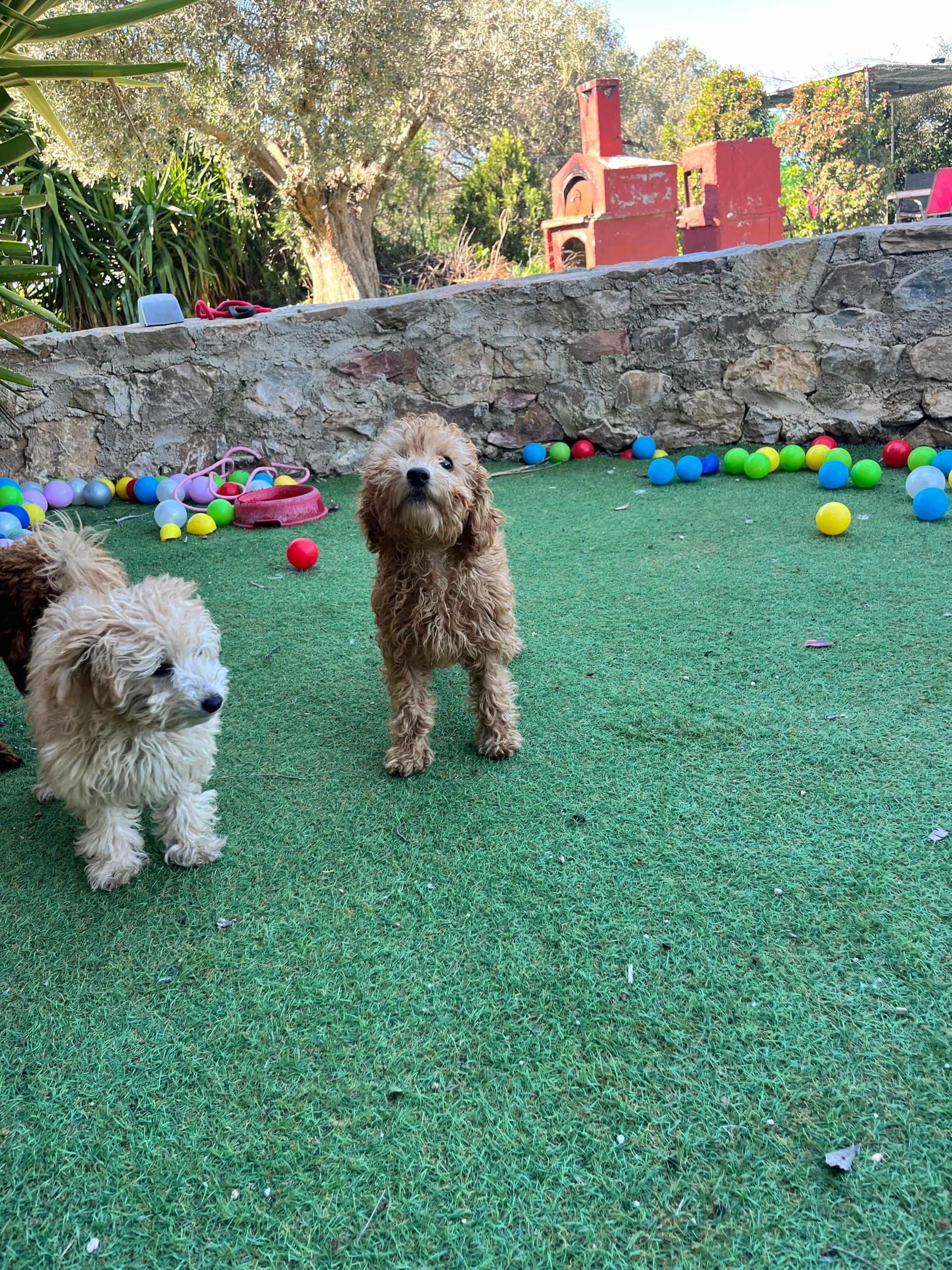 Mini Poodle Κοριτσάκια - Image 9
