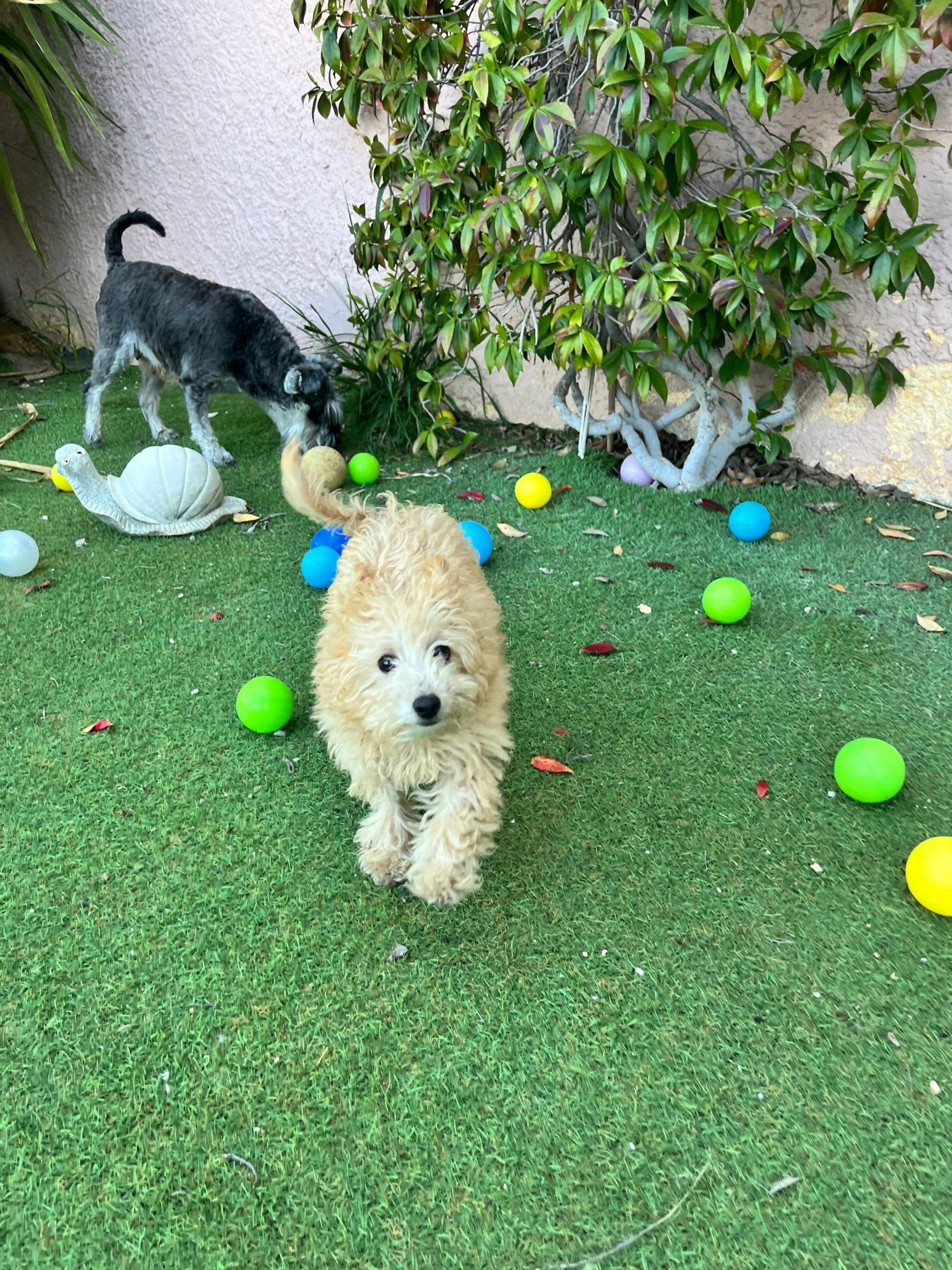 Mini Poodle Κοριτσάκια - Image 8