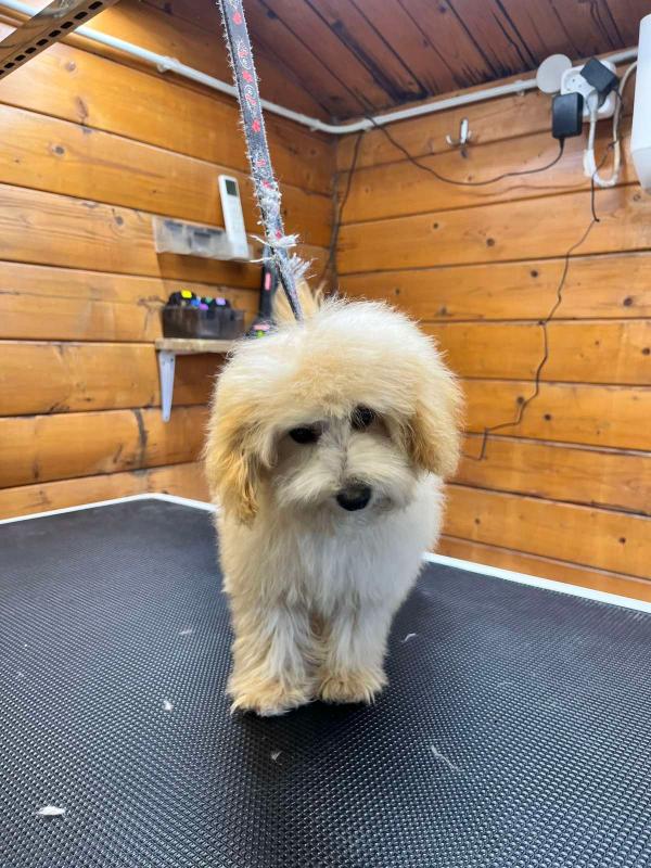 Mini Beige Poodle - Image 6